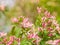 Honeysuckle Lonicera tatarica detail, pink blooming blossoms