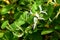 Honeysuckle plant with white flowers