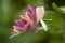 Honeysuckle`s blossom in my home garden