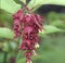 Honeysuckle shrub with red grape flowers