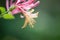 Honeysuckle Stamen Closeup