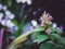 Honeysuckles flower in garden with a natural green blur background