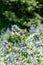 Honeywort (cerinthe major) flowers
