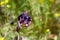 Honeywort plant, Cerinthe major var purpurascens, with blue colored flowers