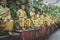 Hong Kong, November 2018 - Ten Thousand Buddhas Monastery Man Fat Sze