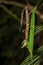 Hong Kong spiny stick insect mating on leaf