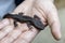 The Hong Kong warty newt (Paramesotriton hongkongensis, ) is a species of salamander found in Hong Kong.