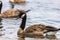 Honking Canada goose in the water