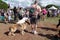 Honolulu Pet Walk 2014, people and dogs explore booth at Ala Moana Beach Park