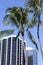 Honolulu Skyscrapers And Palm Trees