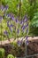 Honorary Award, Veronica spicata Perennial on a meadow