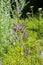 Honorary Award, Veronica spicata Perennial on a meadow