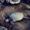 Honu Sea Turtle Resting on Lava Rock