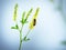 Hony bee flies around the flowers