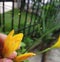 Hony bee in yellow flower