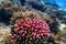 Hood coral, smooth cauliflower coral Stylophora pistillata Underwater