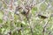 A Hood mockingbird eating a privet hawk moth caterpillar on EspaÃ±ola Island in the Galapagos Islands, Ecuador, South America