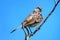 Hood mockingbird on Espanola Island, Galapagos National park, Ec