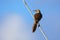 Hood mockingbird on Espanola Island, Galapagos National park, Ecuador