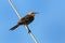 Hood mockingbird on Espanola Island, Galapagos National park, Ecuador