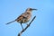 Hood mockingbird on Espanola Island, Galapagos National park, Ecuador