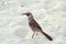 Hood mockingbird, Galapagos Islands, Ecuador