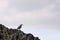 Hood mockingbird resting on a rock