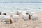 Hooded beach chairs in Baltic sea beach a cloudy day of Summer., Sellin, Germany