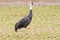 Hooded Crane