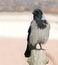 Hooded Crow