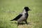 A hooded crow.