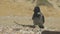 Hooded crow