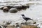 Hooded crow in Baltic Sea near Gohren, Germany