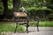 Hooded Crow on a bench