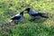 Hooded Crow Bird Mother Feeding Hungry Fledgling