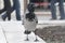 Hooded crow in the city park. Front view. Ravens in the city. Close up photo