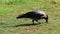 Hooded crow in a city park in Israel