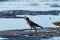 Hooded Crow by the coast