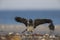 A hooded crow corvus corax foraging on the beach of Heligoland. Perched on the branches of the beach in the morning sun.