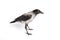 Hooded Crow (Corvus cornix)