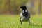 Hooded Crow (Corvus Cornix).