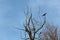 Hooded crow or Corvus cornix grey and black small birds sitting calmly on old dead tree with dried branches overlooking