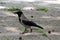 Hooded crow or Corvus cornix or Hoodie grey and black small bird calmly walking on stone tiles in shade of large tree