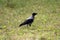 Hooded crow or Corvus cornix or Hoodie grey and black small bird standing on uncut green grass in local park