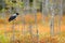 Hooded Crow, Corvus cornix, in orange forest leaves. Bird with orange fall down leaves and morning sun during orange autumn. Crow