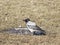 Hooded Crow, Corvus cornix, portrait on dry grass closeup, selective focus