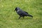 Hooded Crow / Corvus cornix portrait hunting for insects in grass