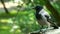 Hooded crow Corvus cornix sitting on the tree trunk