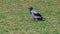 Hooded crow - Corvus cornix - is a species of birds from the genus of crows. A gray crow on the grass.