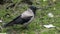 Hooded crow / Corvus cornix standing on mossy wet ground